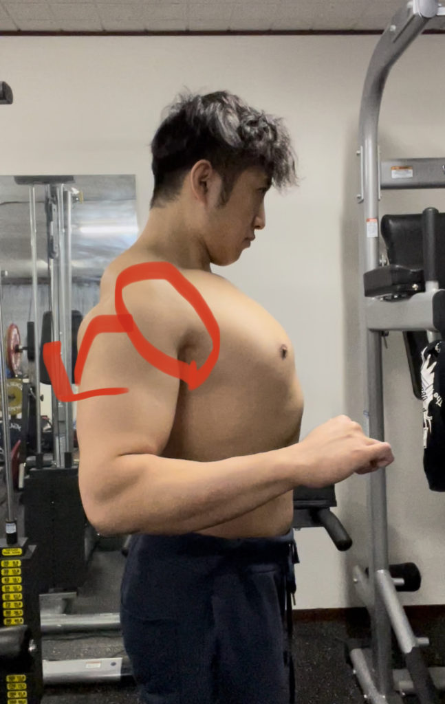 浜田山 ジム|肩甲骨の後傾が出来ないとベンチプレスは強くなりません！